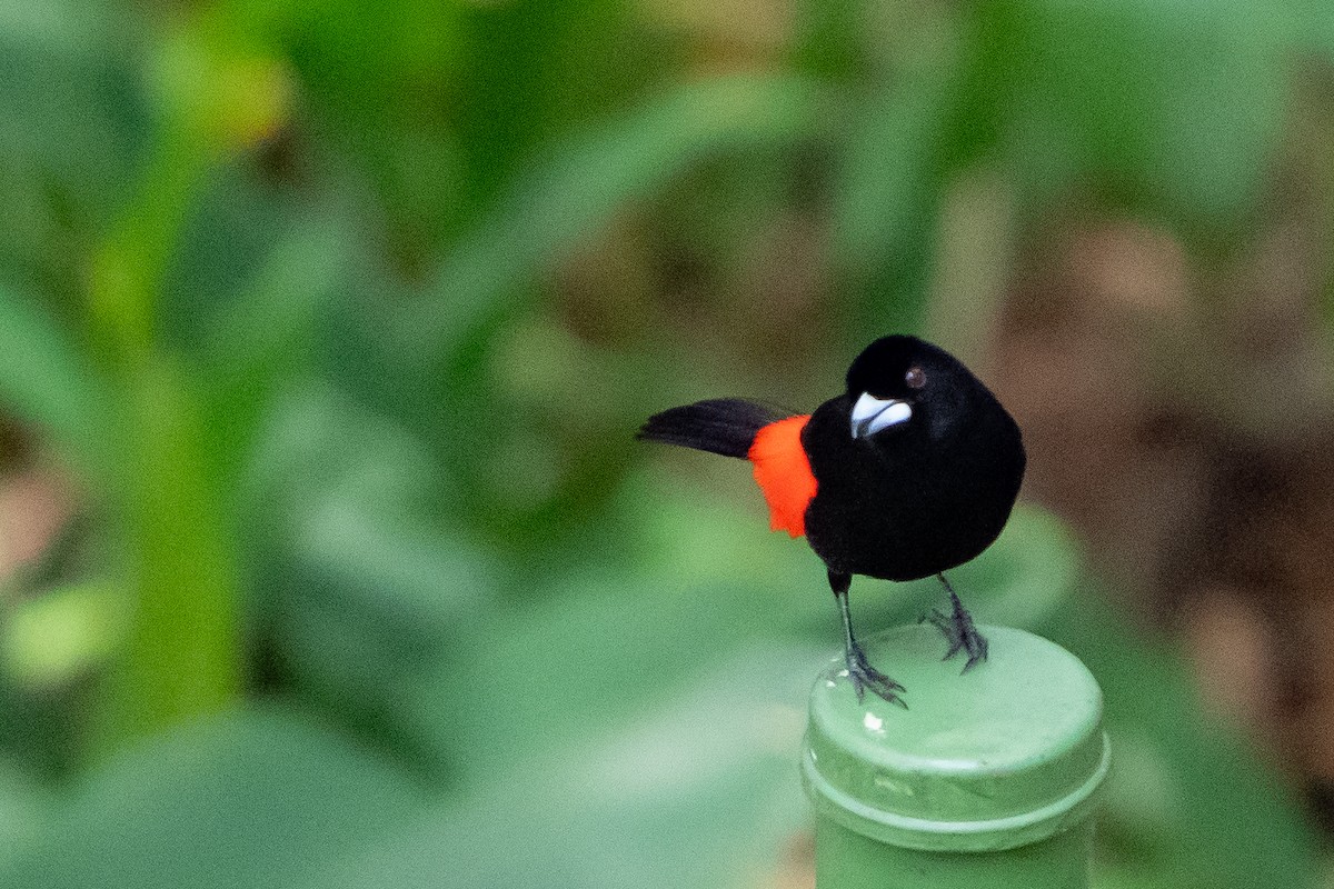 Scarlet-rumped Tanager - ML642087096