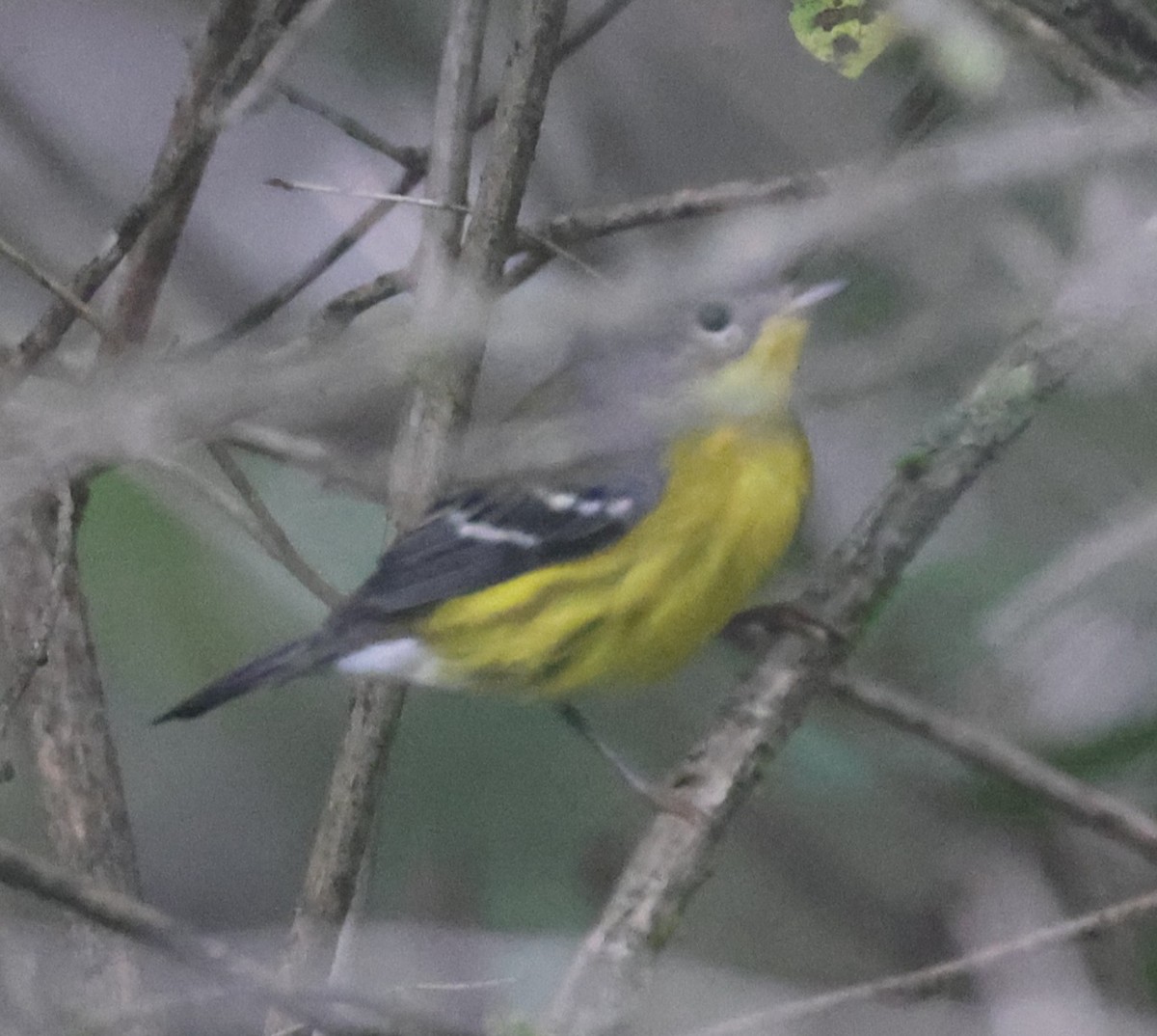 Magnolia Warbler - ML642087098