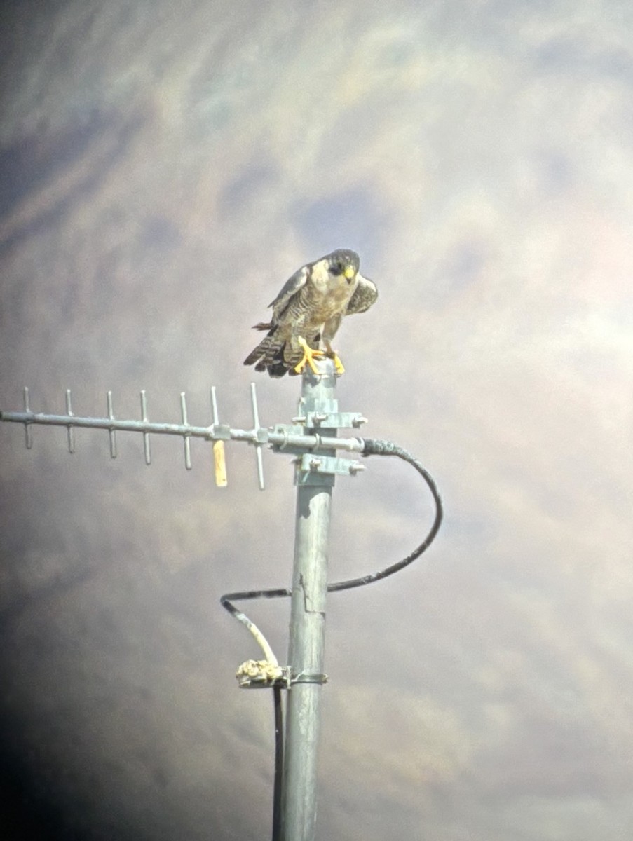Peregrine Falcon - ML642087120
