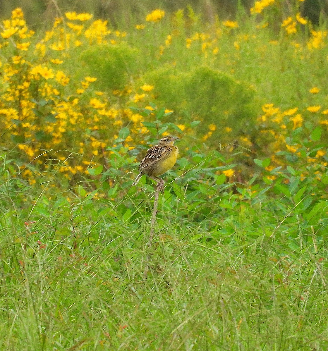 Eastern Meadowlark - ML642087123