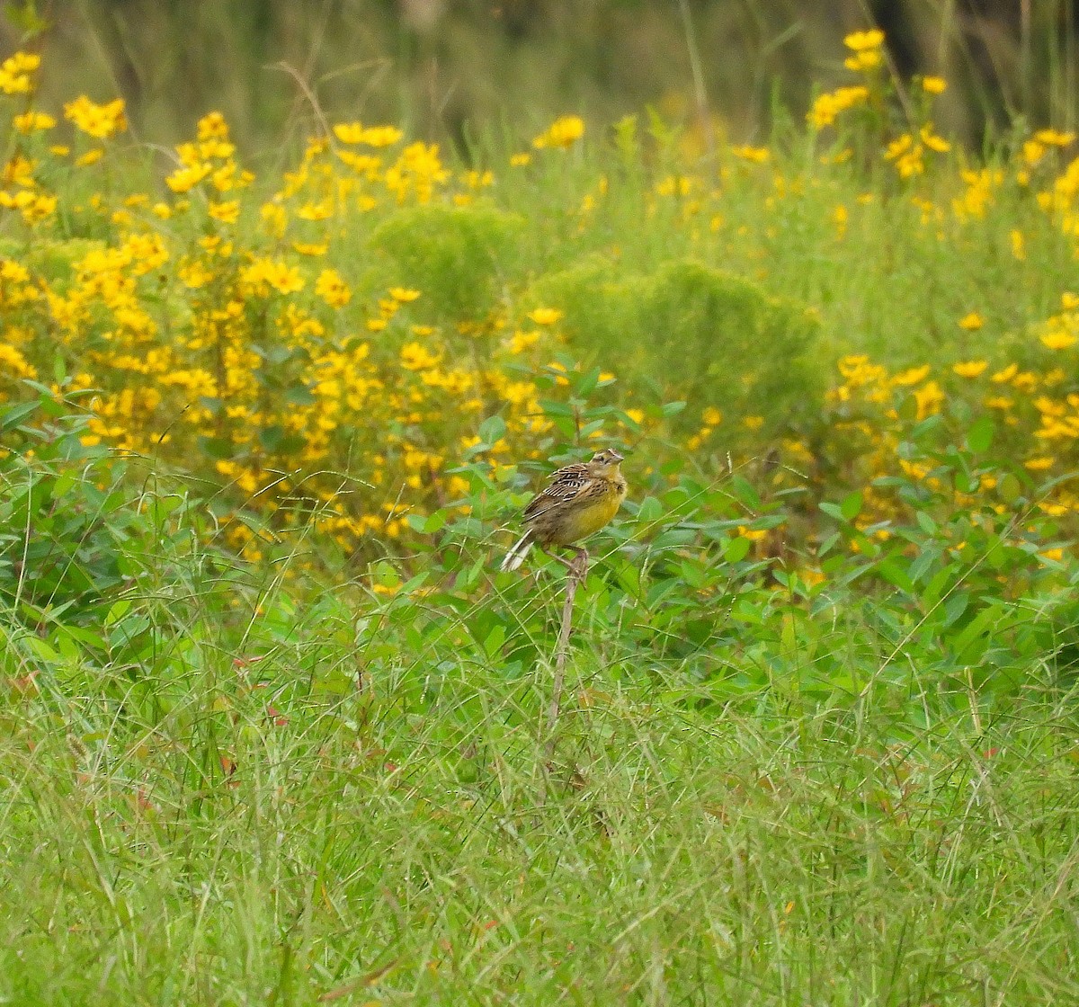 Eastern Meadowlark - ML642087124