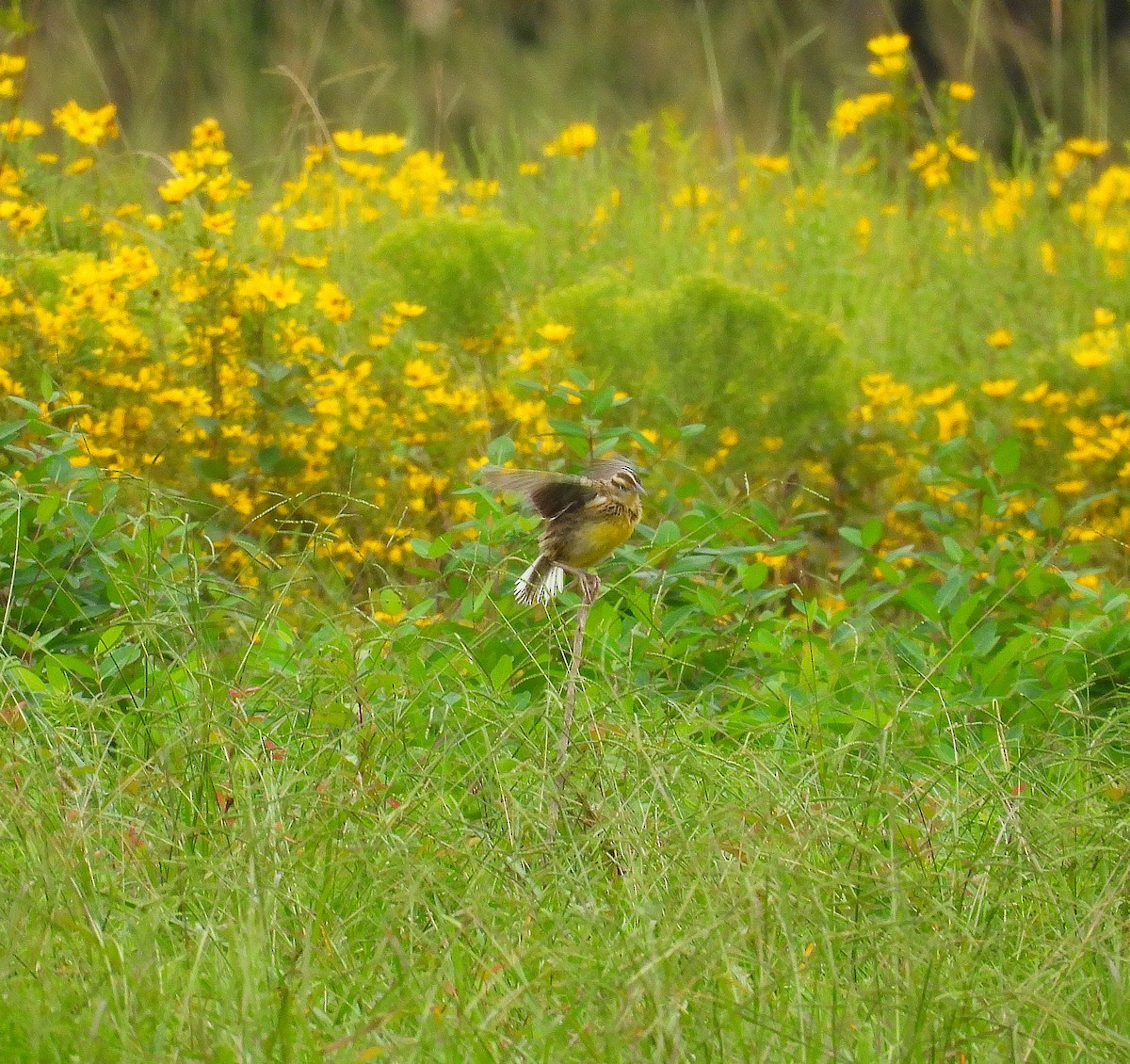 Eastern Meadowlark - ML642087125