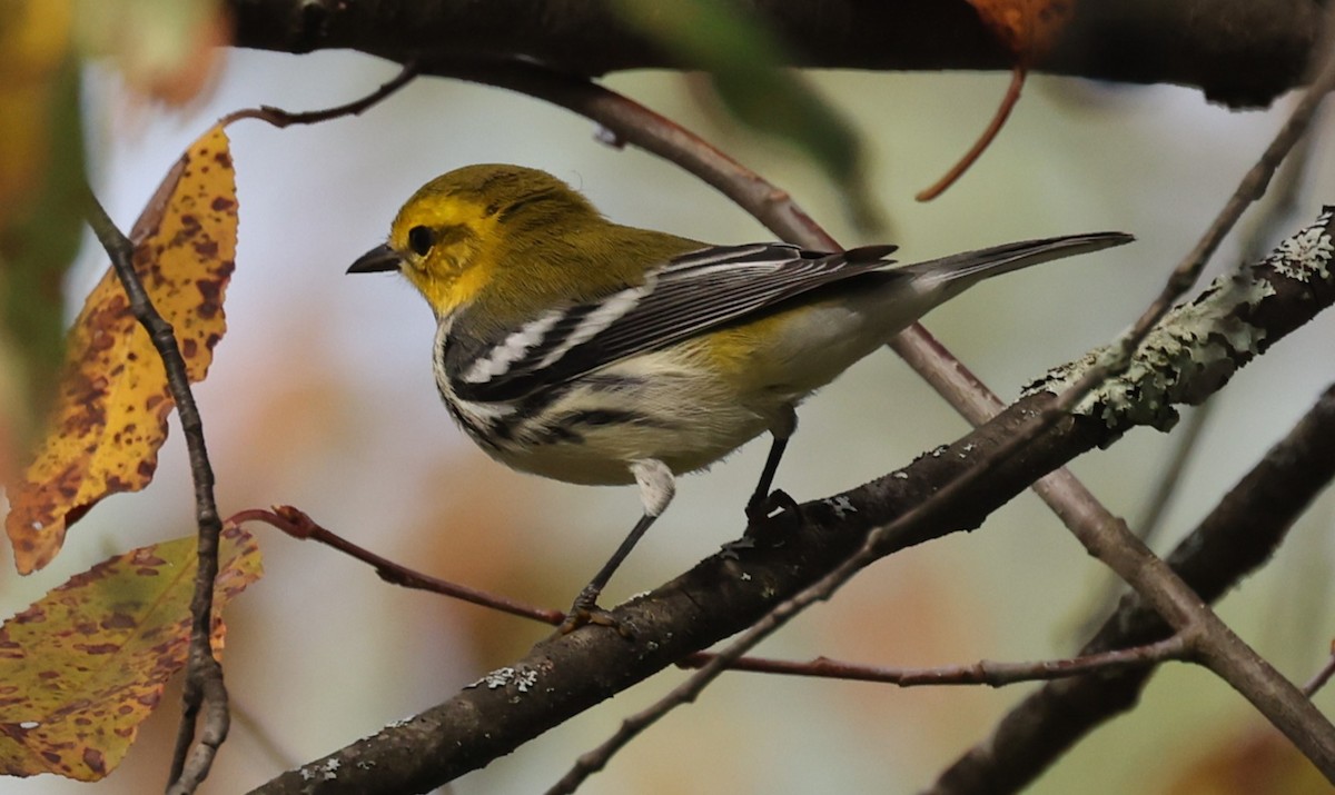 Black-throated Green Warbler - ML642087128