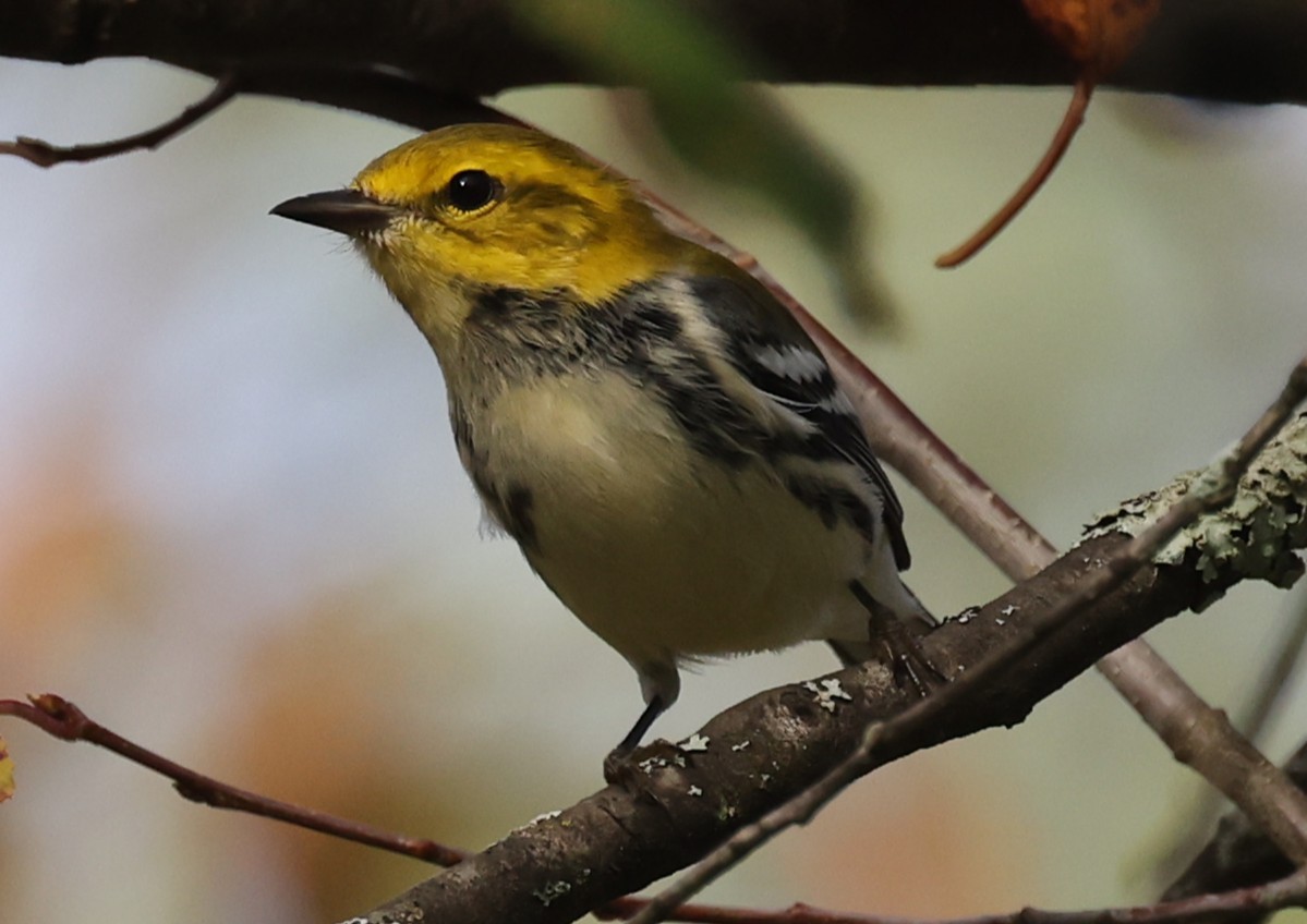 Black-throated Green Warbler - ML642087129