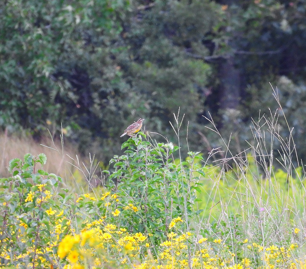 Eastern Meadowlark - ML642087131