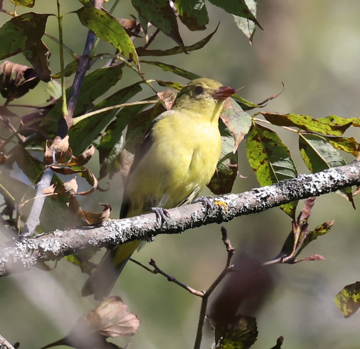 Scarlet Tanager - ML642087132