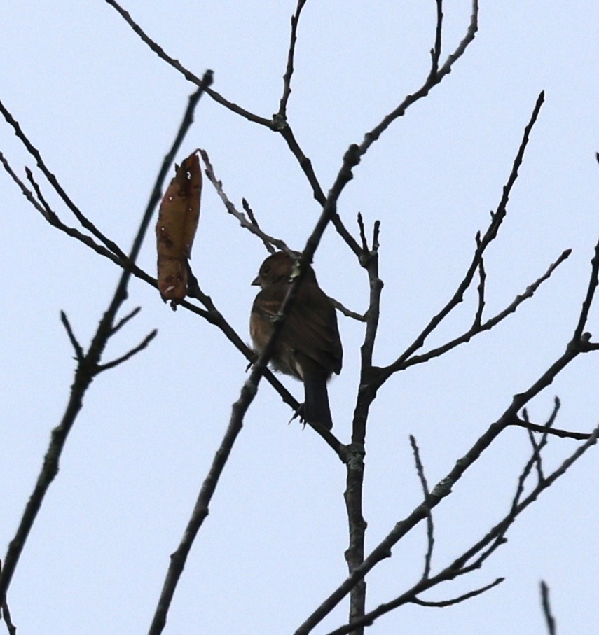 Indigo Bunting - ML642087147