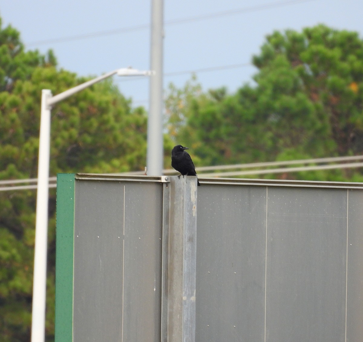 American Crow - ML642087154