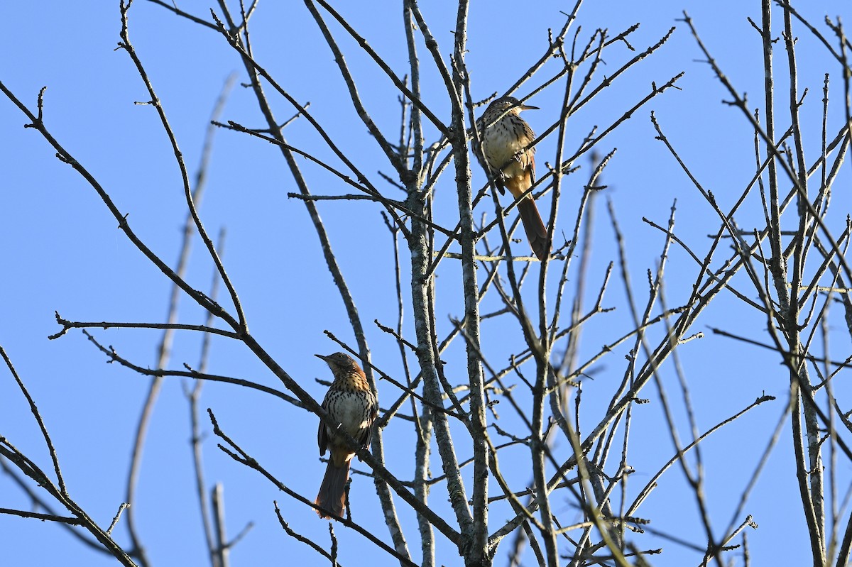Brown Thrasher - ML642087157