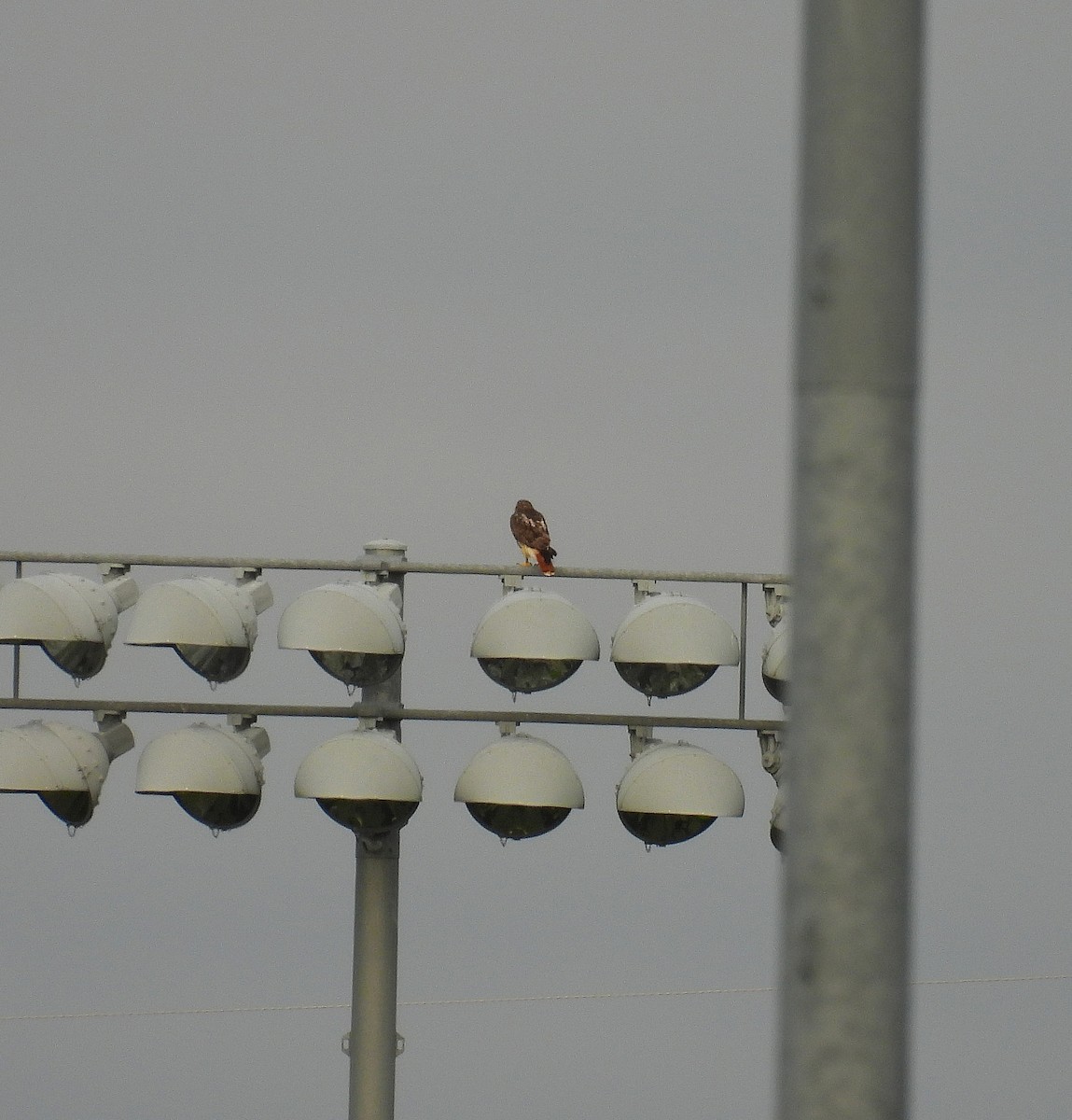 Red-tailed Hawk - ML642087167
