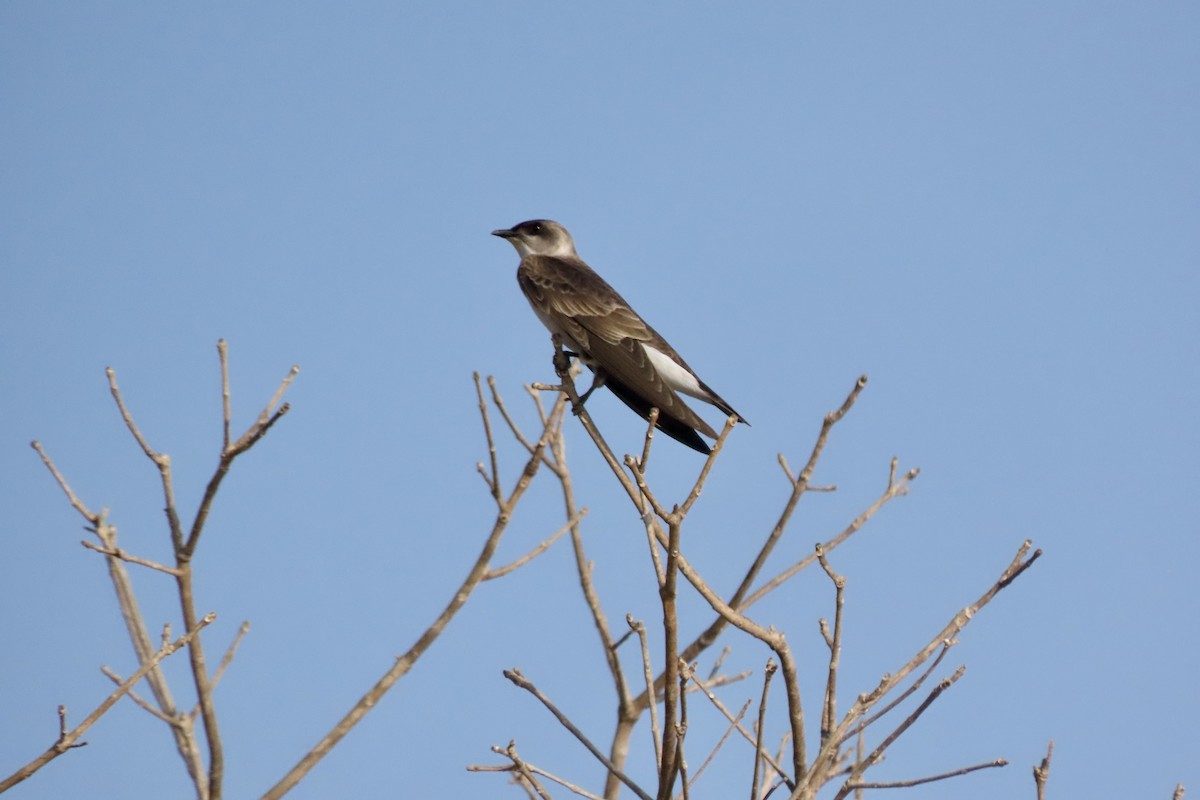 Brown-chested Martin - ML642087172