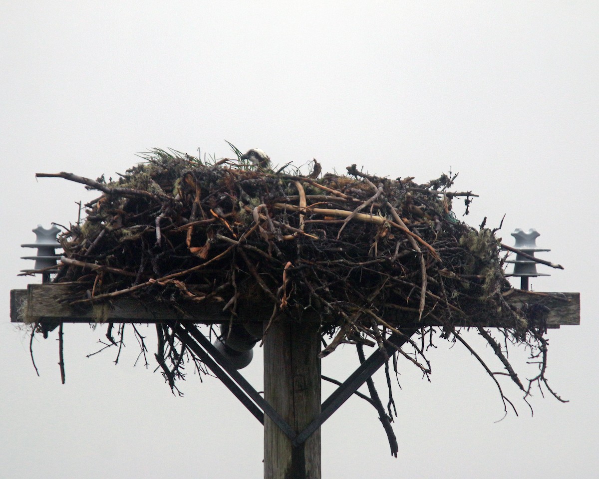 Osprey - ML642087195