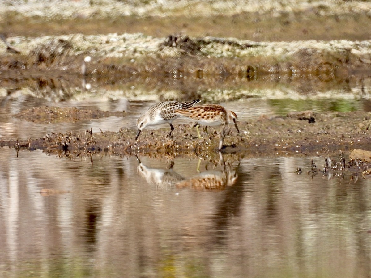 Least Sandpiper - ML642087196