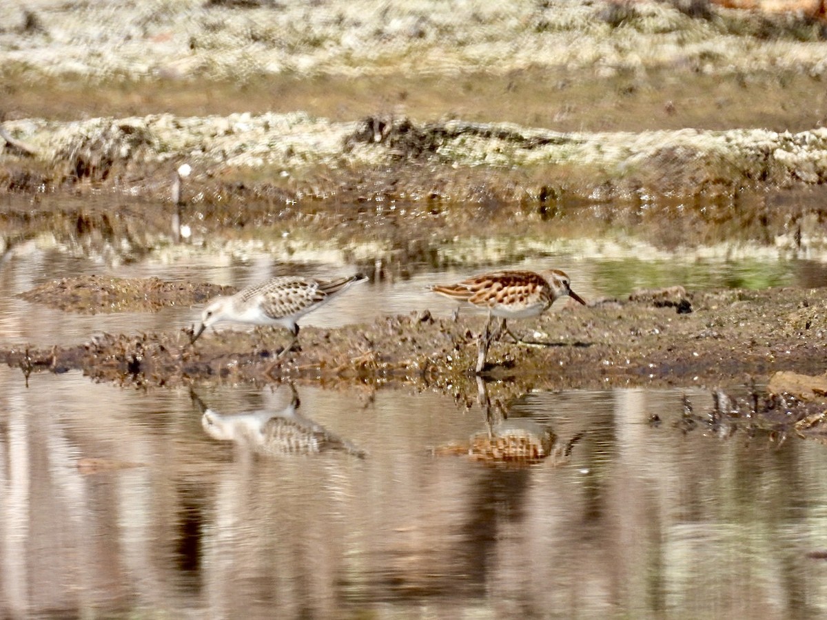 Least Sandpiper - ML642087197