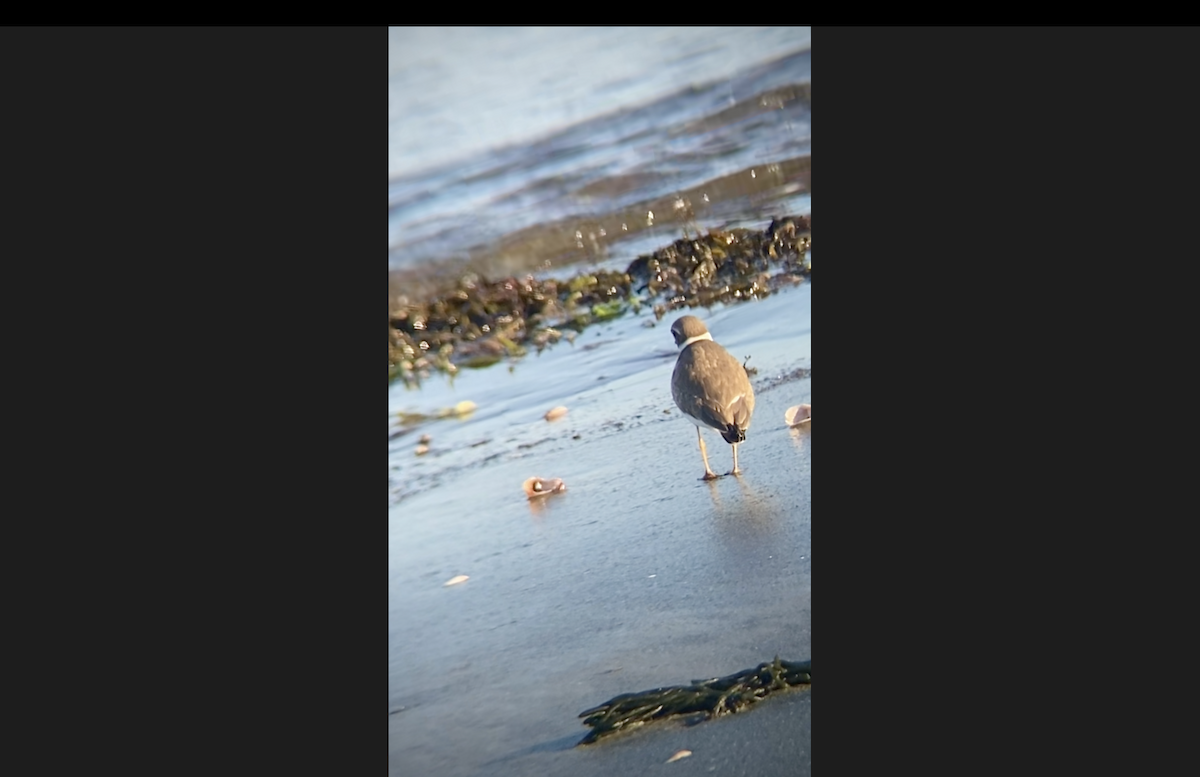 Semipalmated Plover - ML642087198