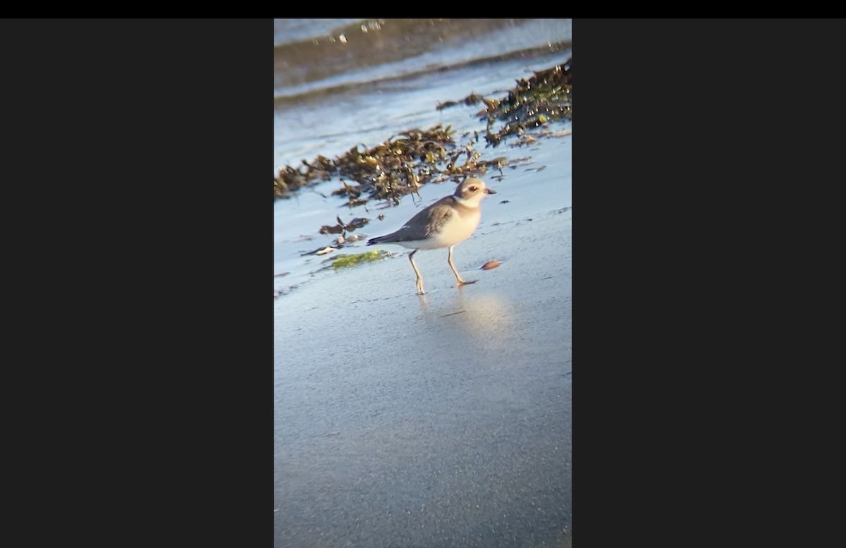 Semipalmated Plover - ML642087200