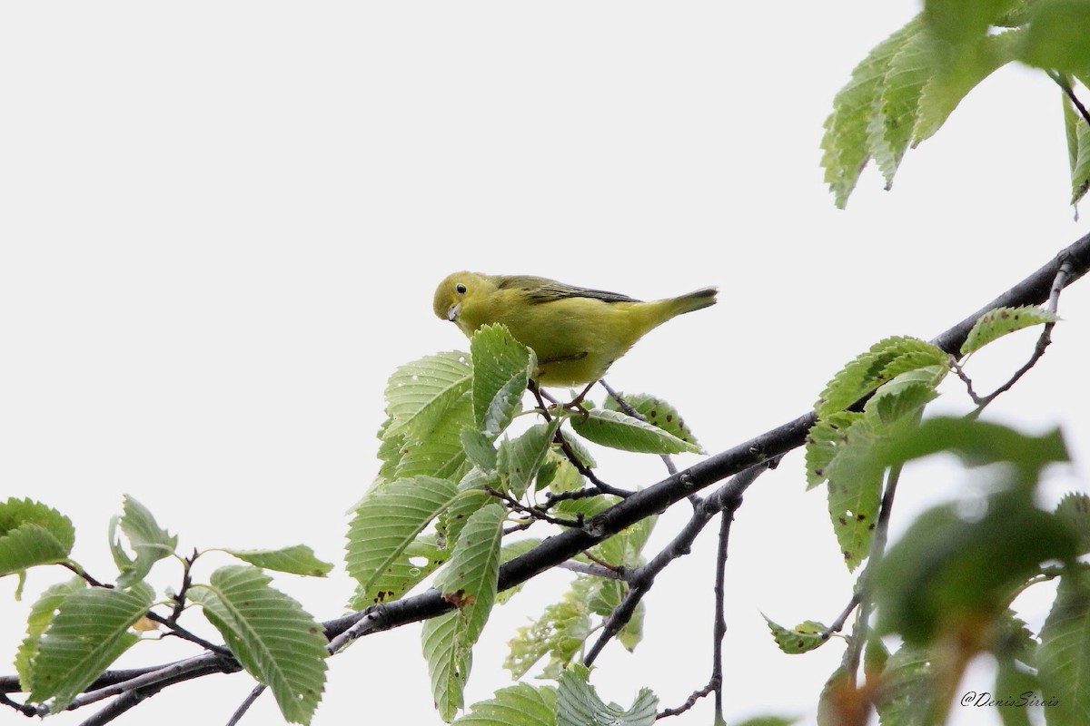 Yellow Warbler - ML642087202