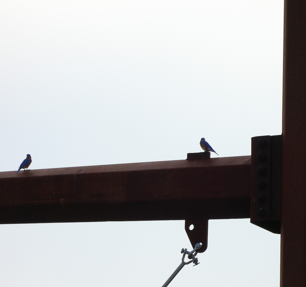 Eastern Bluebird - ML642087204
