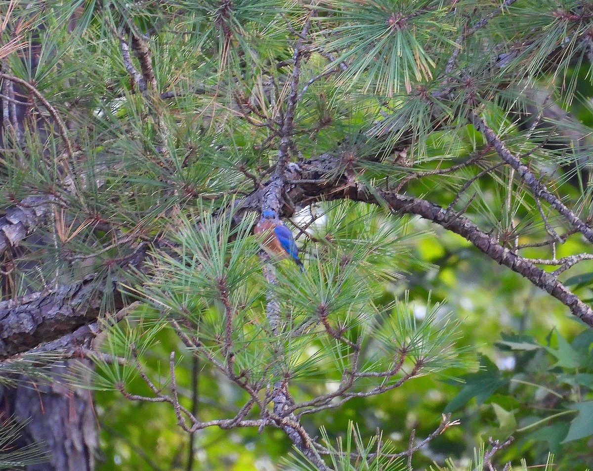 Eastern Bluebird - ML642087205