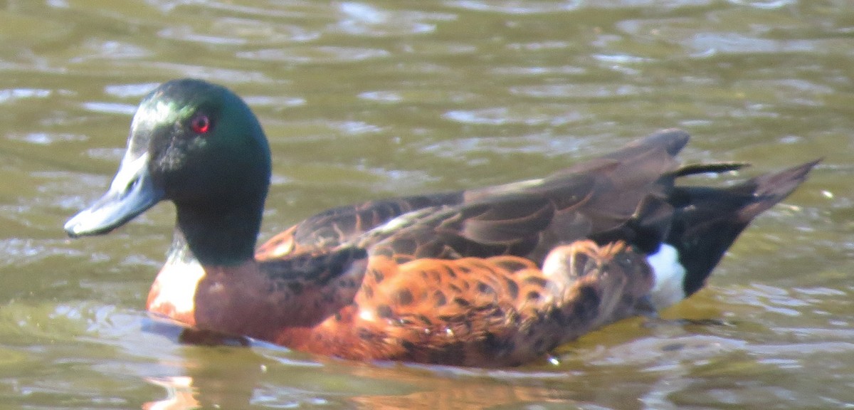 Chestnut Teal - ML642087212