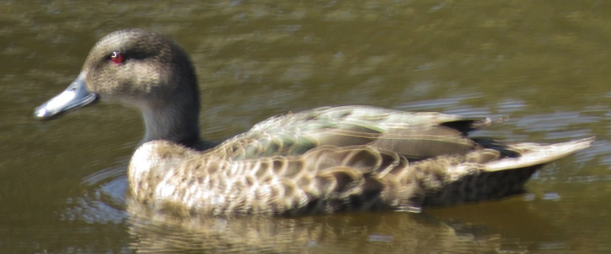 Chestnut Teal - ML642087213