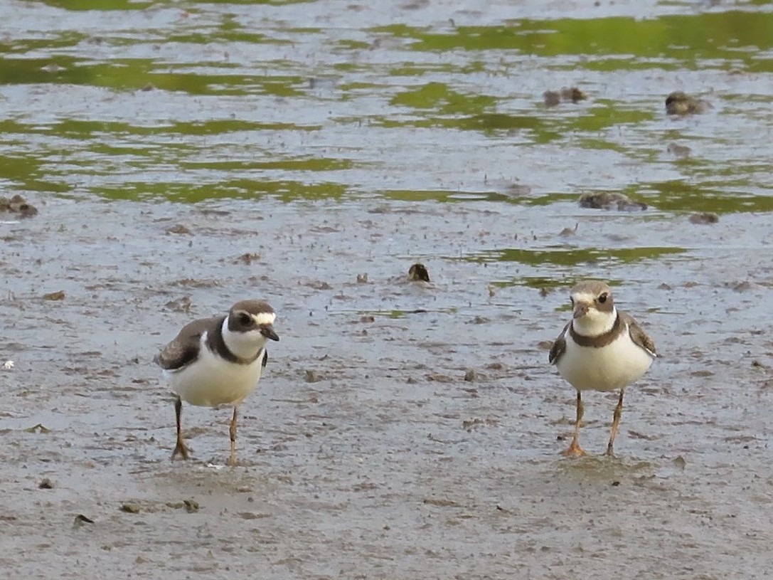 Semipalmated Plover - ML642087223