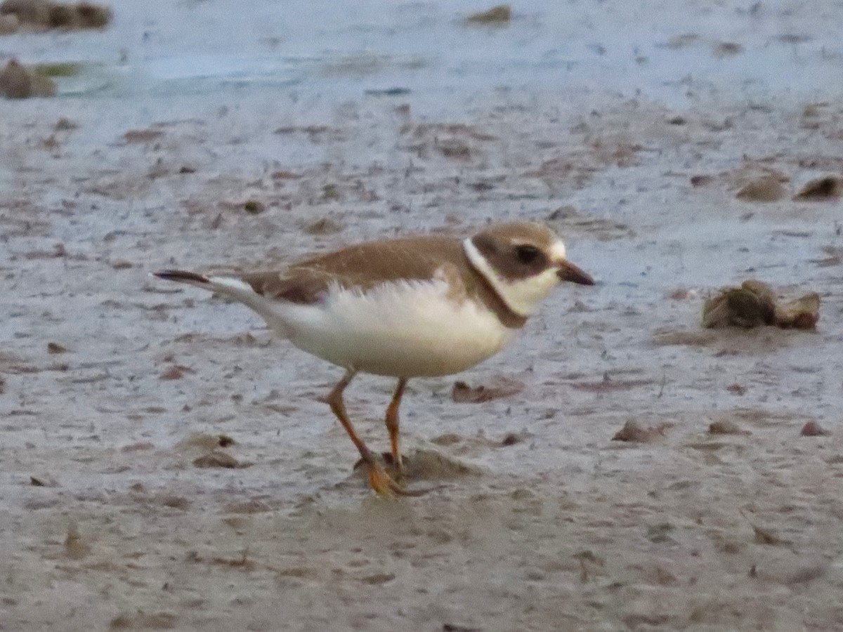 Semipalmated Plover - ML642087255