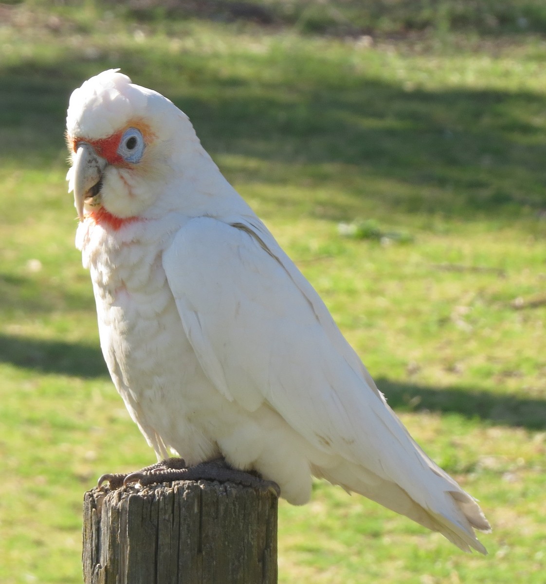 Long-billed Corella - ML642087265
