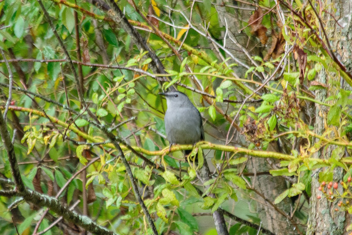 Gray Catbird - ML642087266
