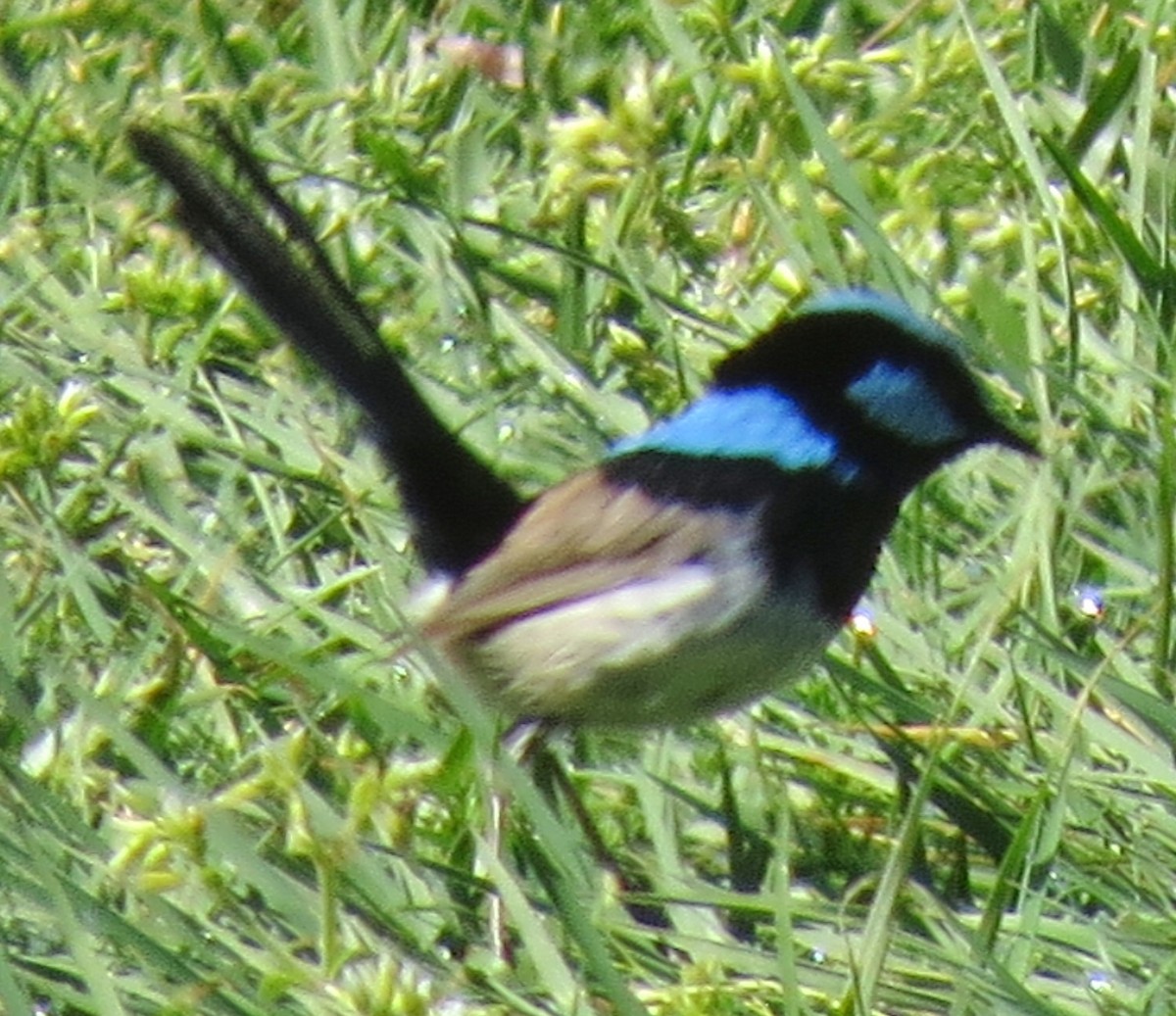 Superb Fairywren - ML642087267