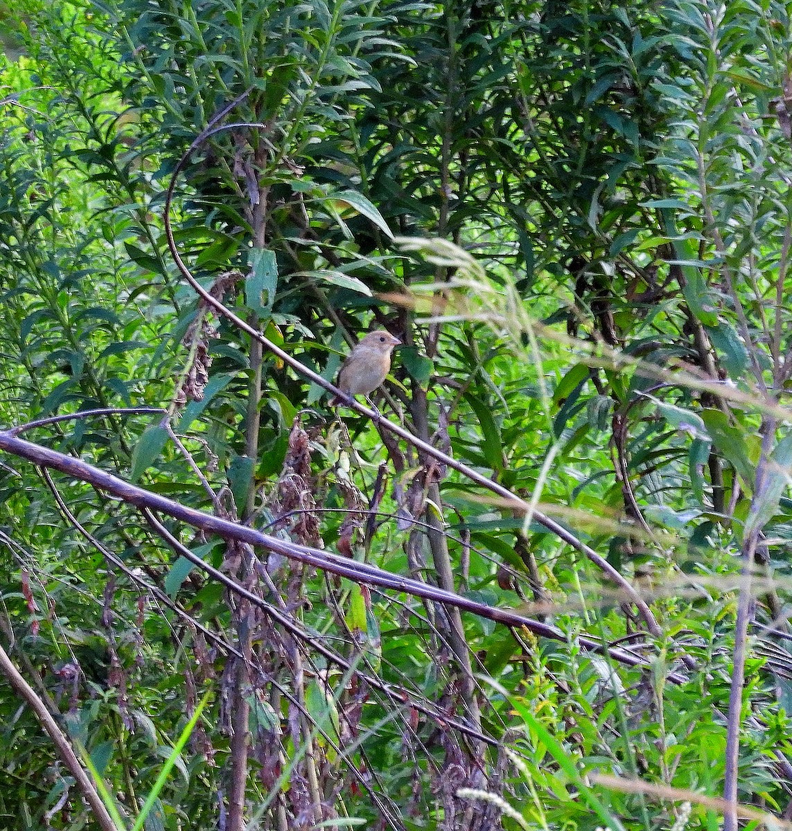 Indigo Bunting - ML642087277