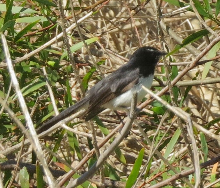 Willie-wagtail - ML642087279