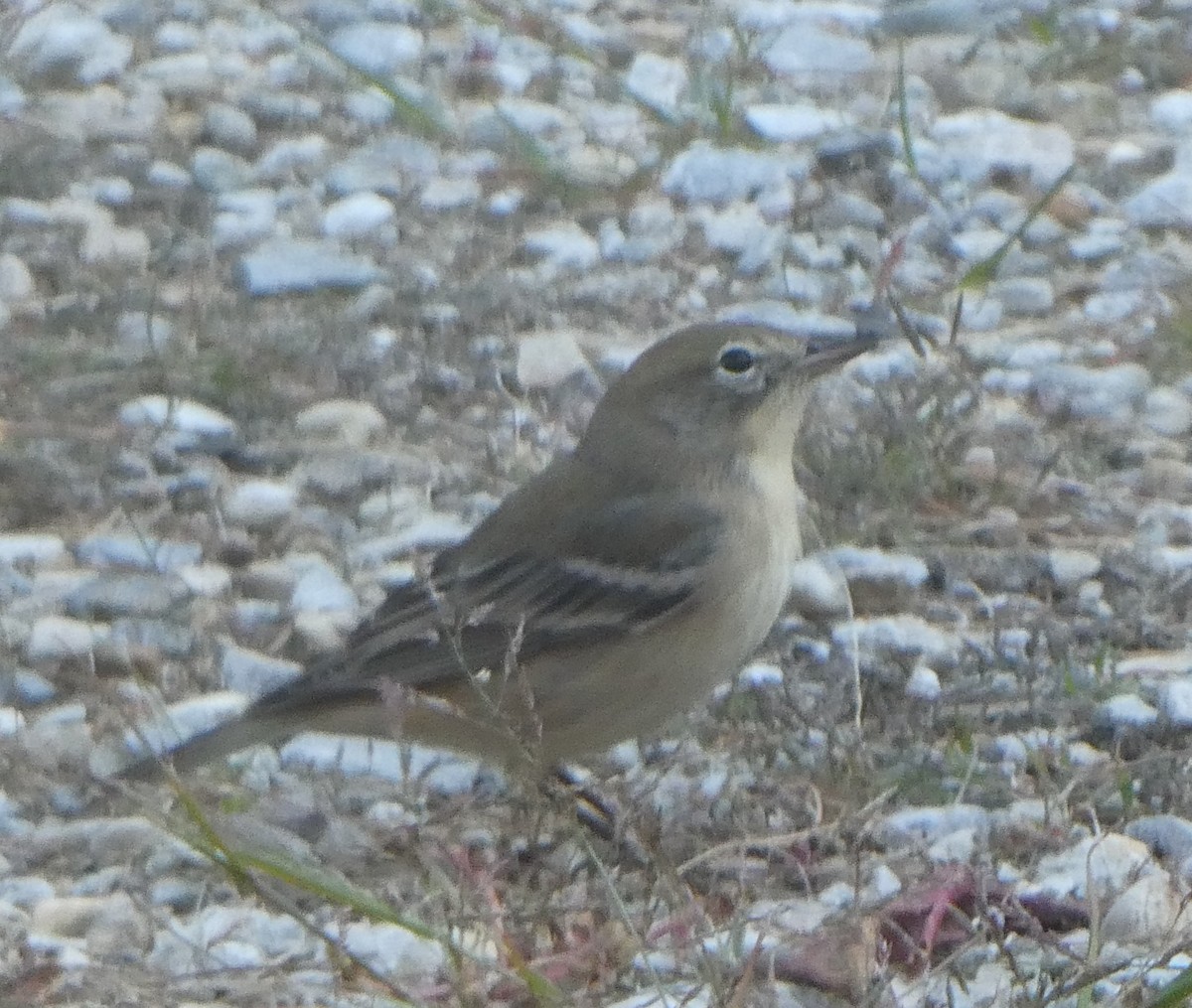Pine Warbler - ML642087282