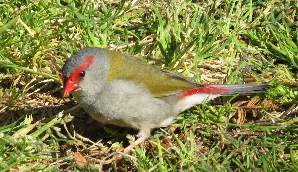 Red-browed Firetail - ML642087287