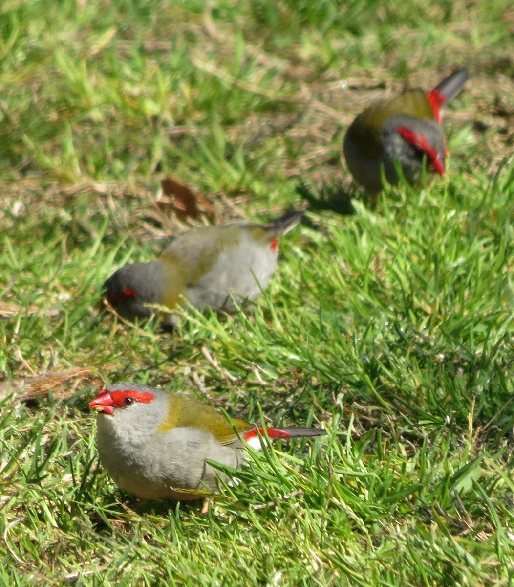 Red-browed Firetail - ML642087288