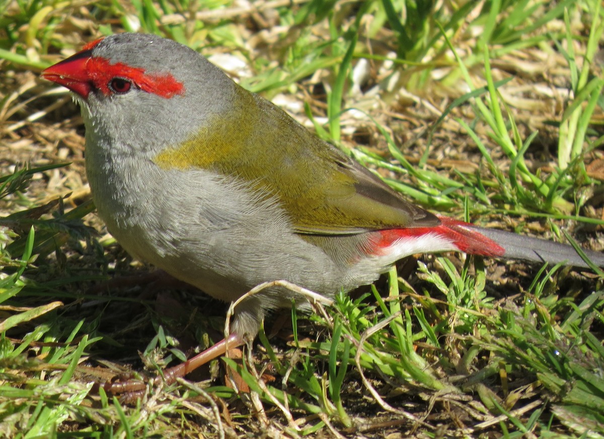 Red-browed Firetail - ML642087289