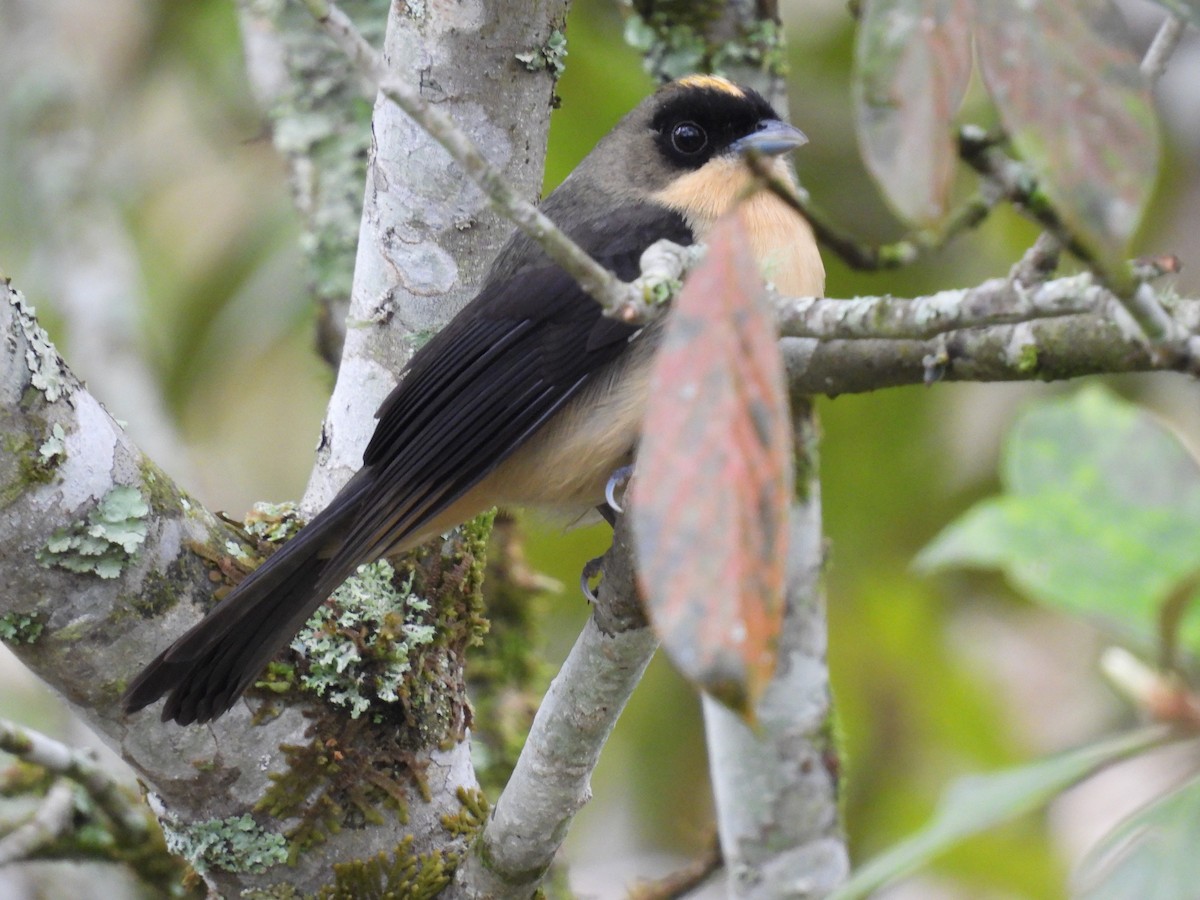 Black-goggled Tanager - ML642087296