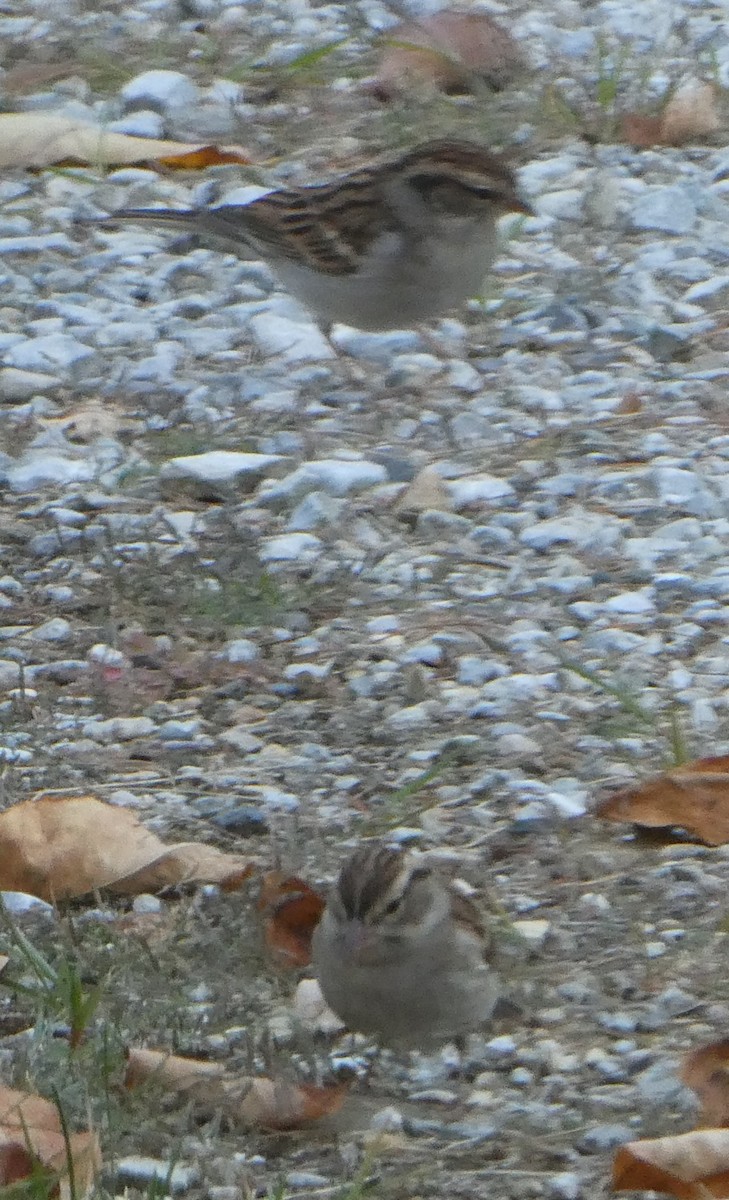 Chipping Sparrow - ML642087318