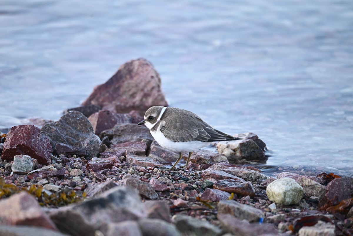 Semipalmated Plover - ML642087347