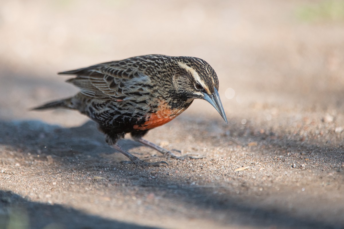 Long-tailed Meadowlark - ML642087350