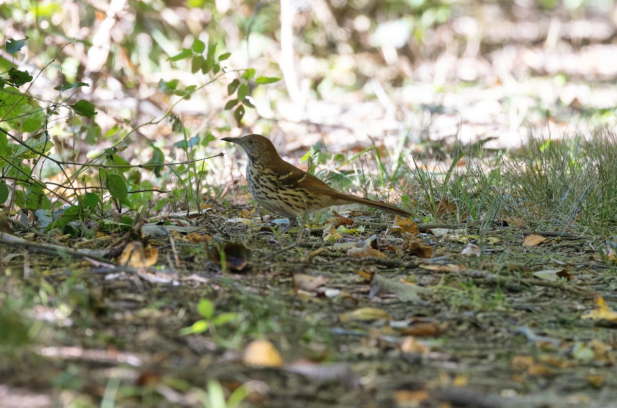 Brown Thrasher - ML642087362