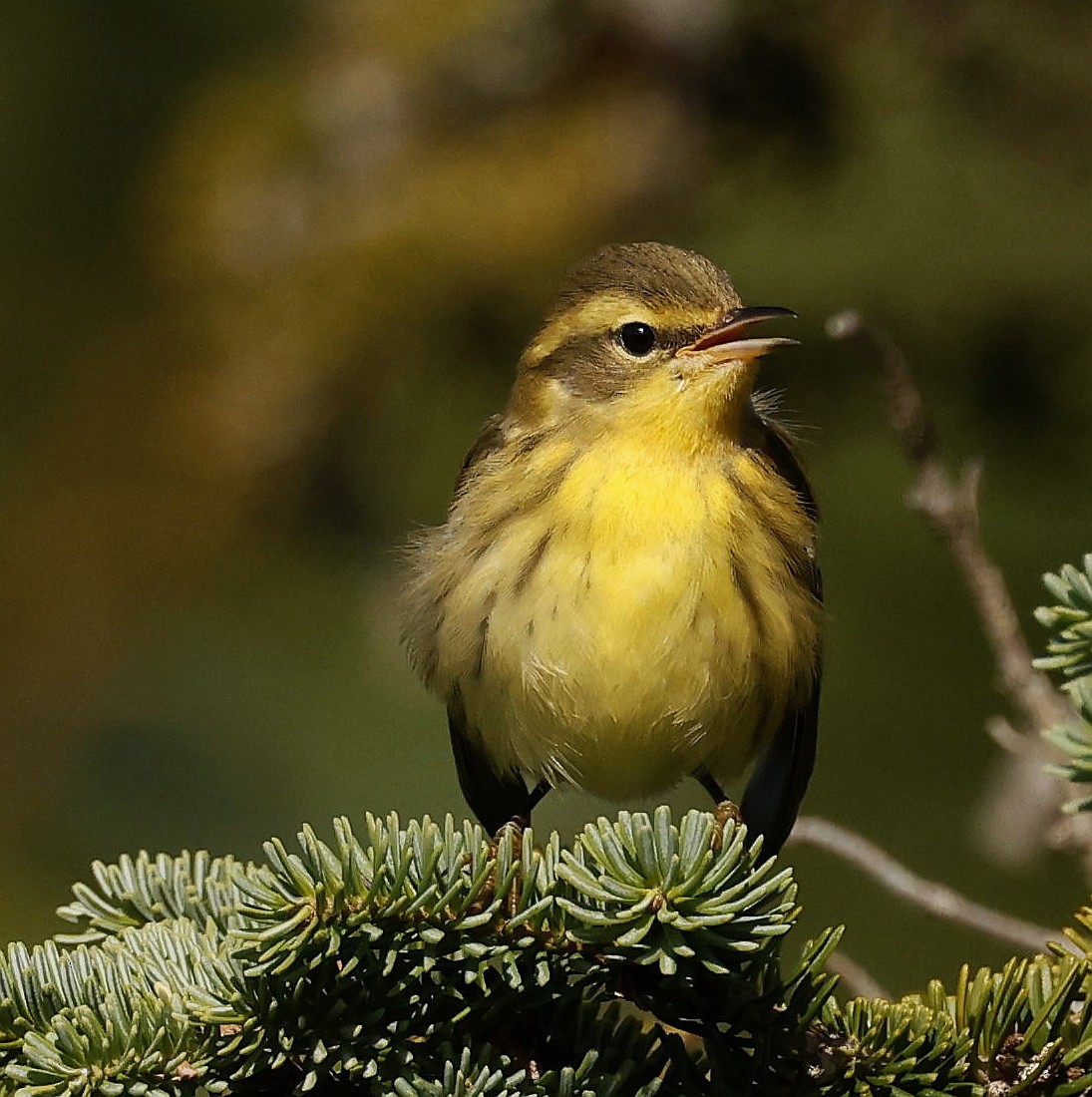 Blackburnian Warbler - ML642087368