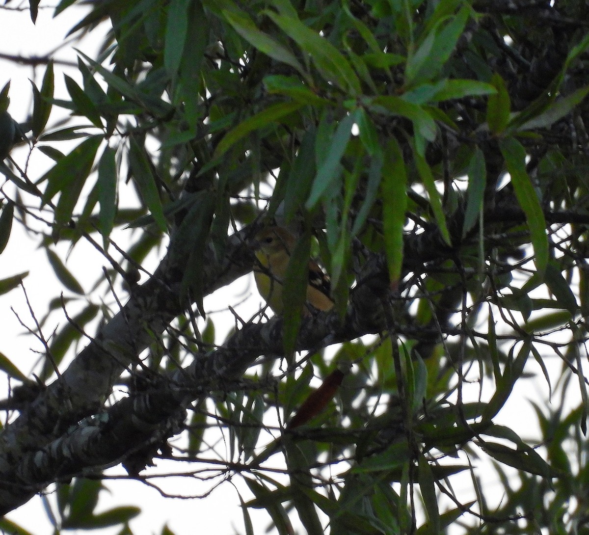 American Goldfinch - ML642087378