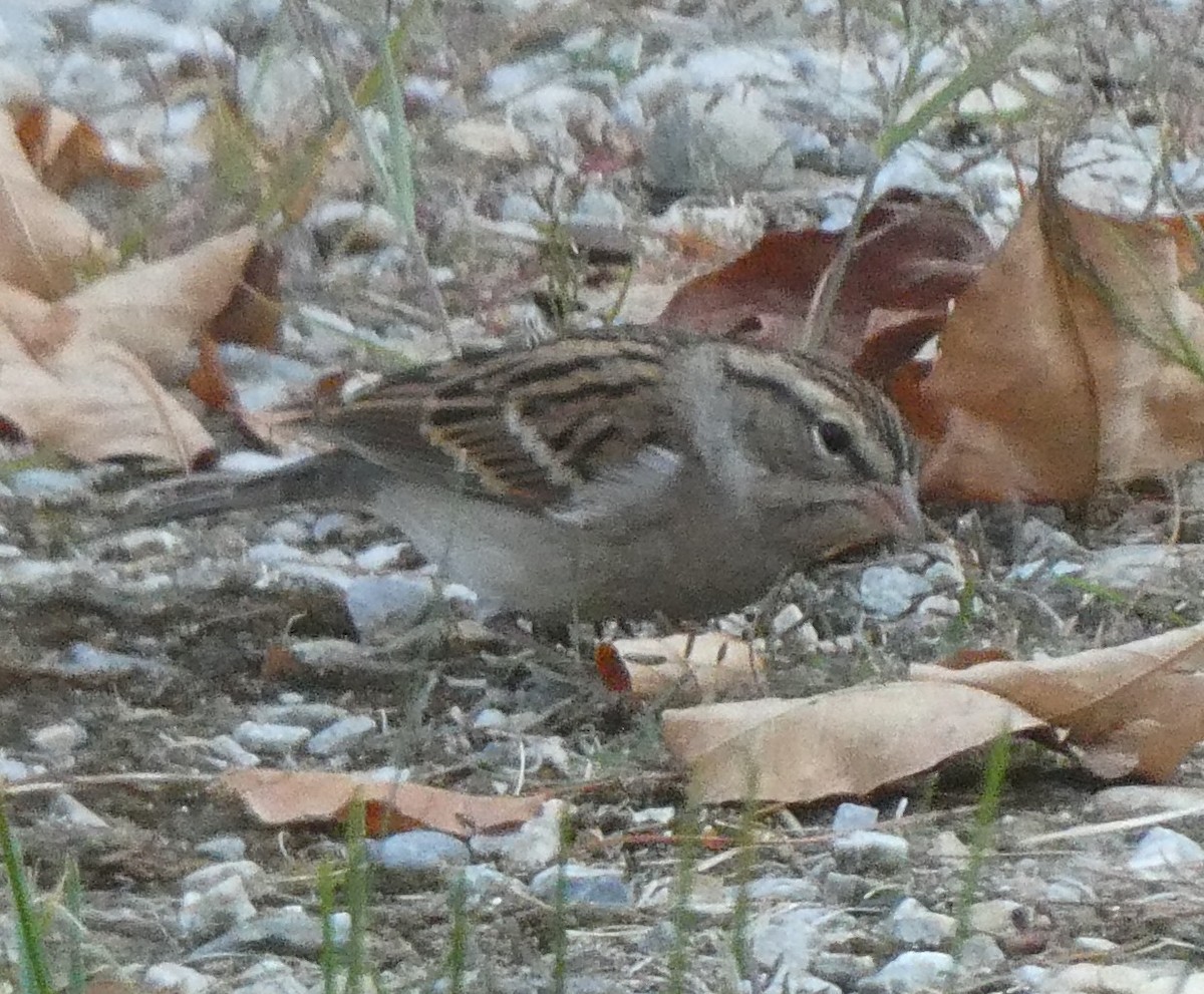 Chipping Sparrow - ML642087379