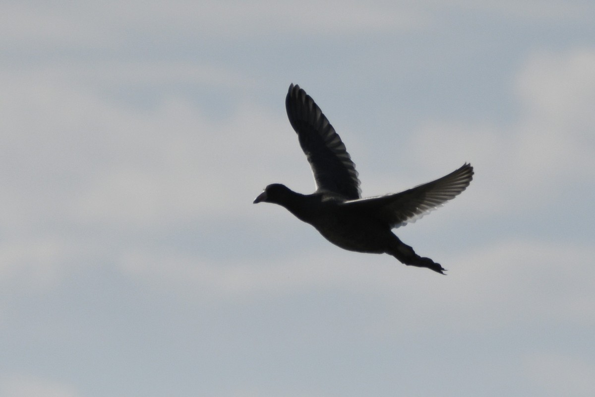 American Coot - ML642087383