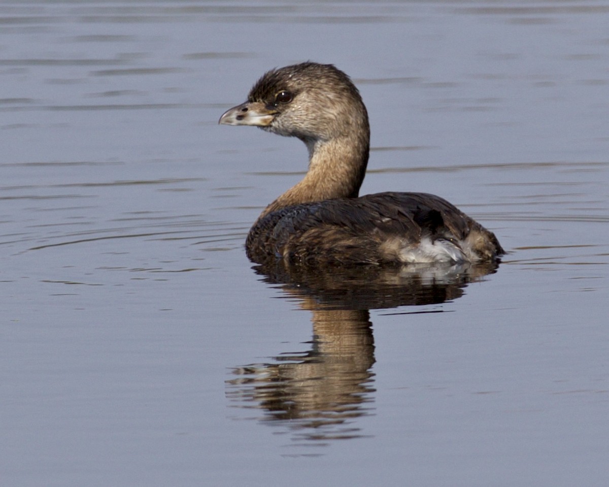 Pied-billed Grebe - ML642087384