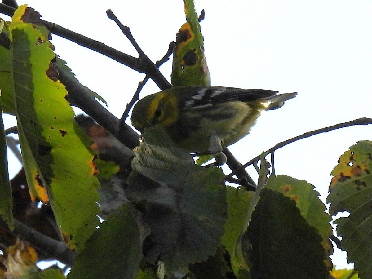 Black-throated Green Warbler - ML642087387