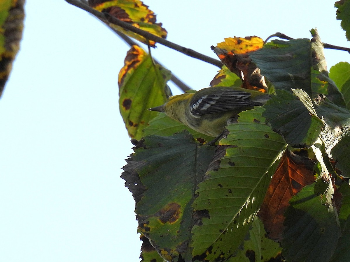 Black-throated Green Warbler - ML642087388