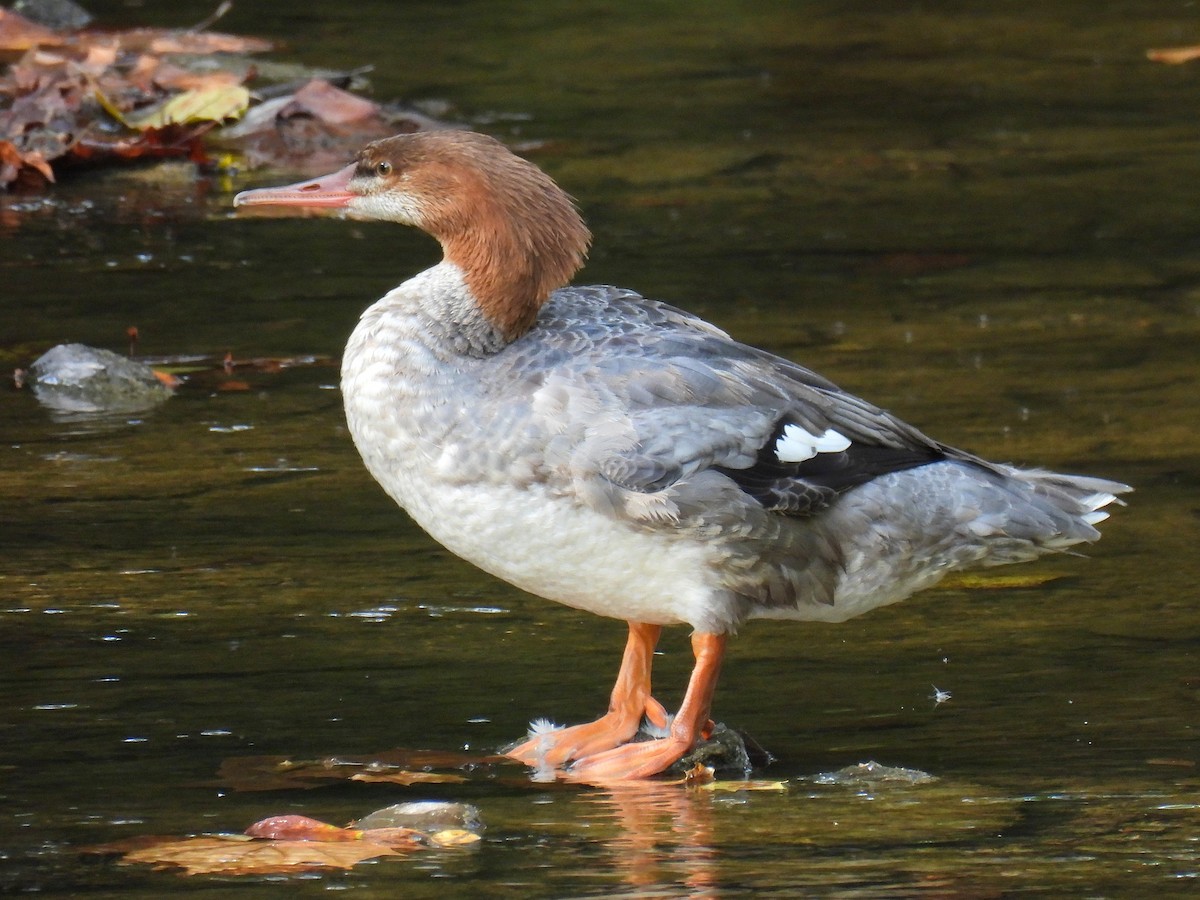 Common Merganser - ML642087406