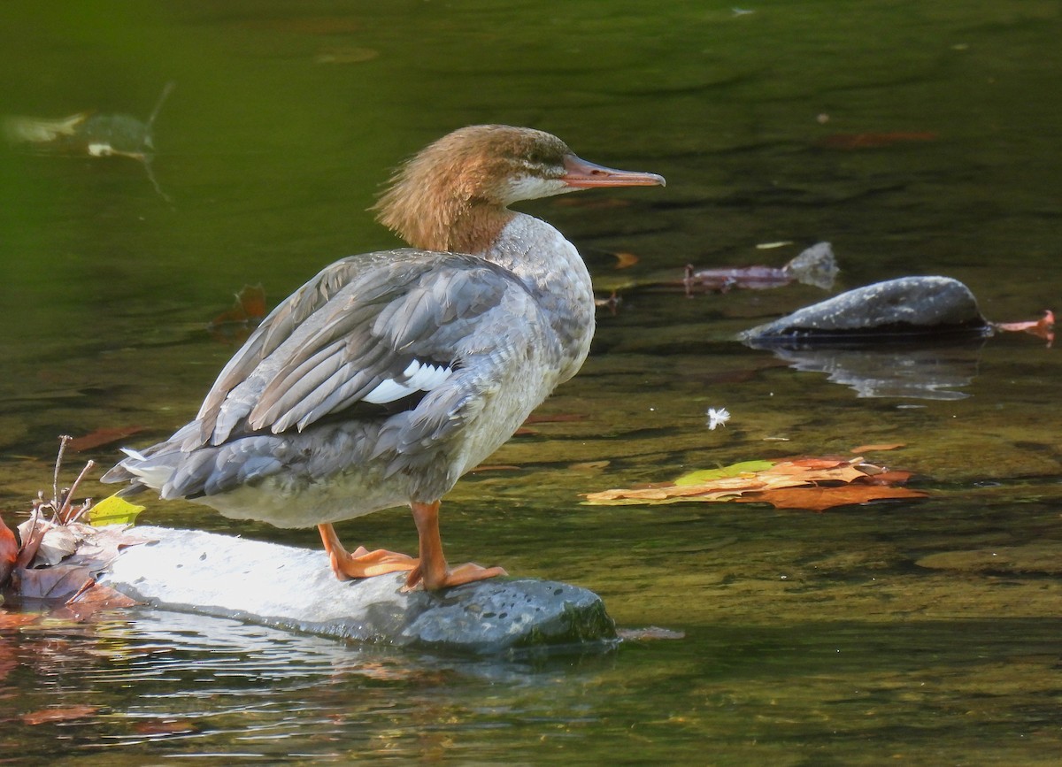 Common Merganser - ML642087407